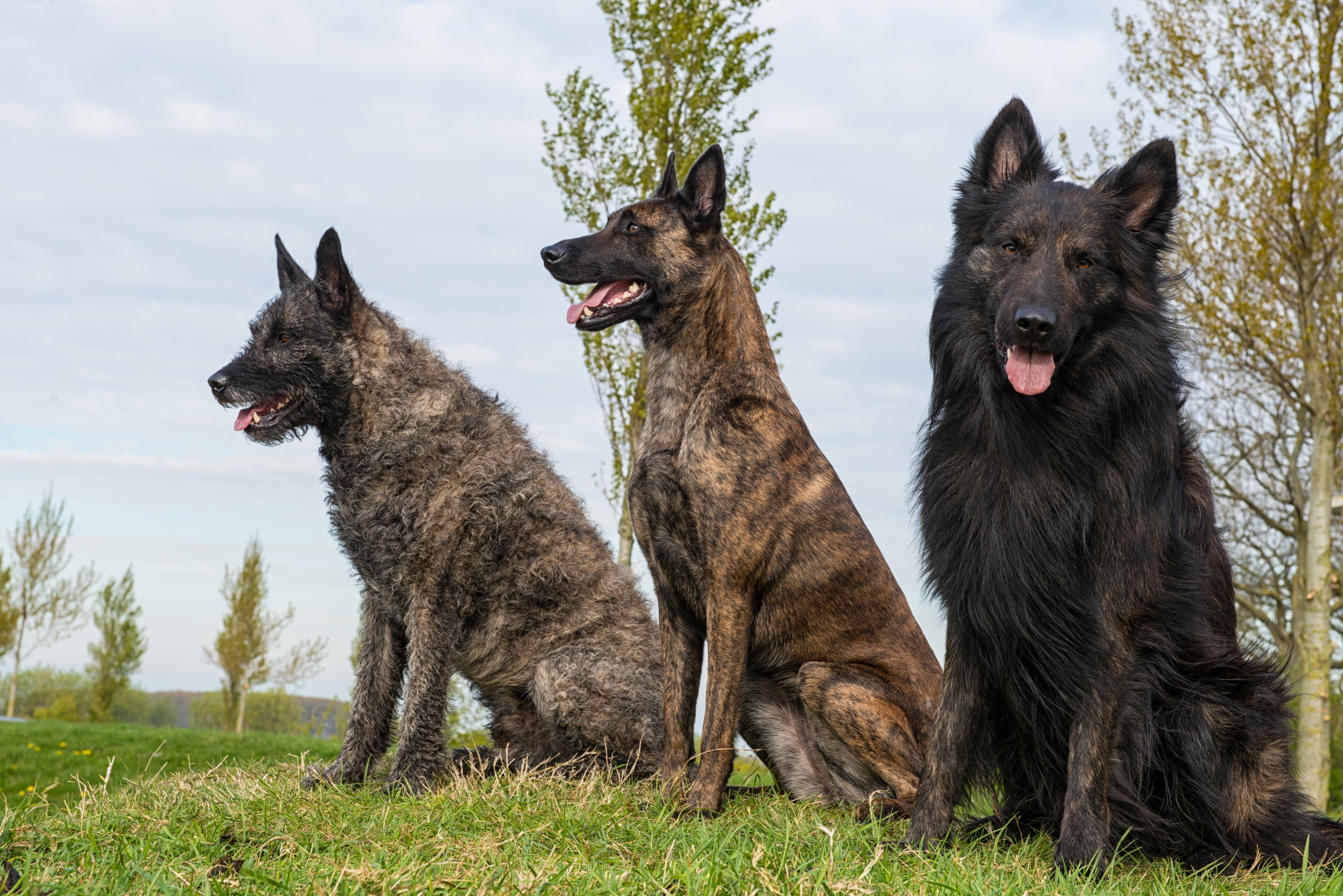 Hollandse Herders