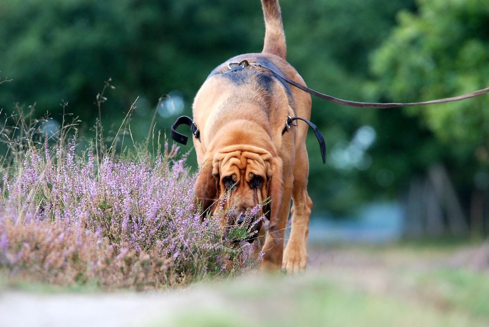 bloedhond speuren clean boot