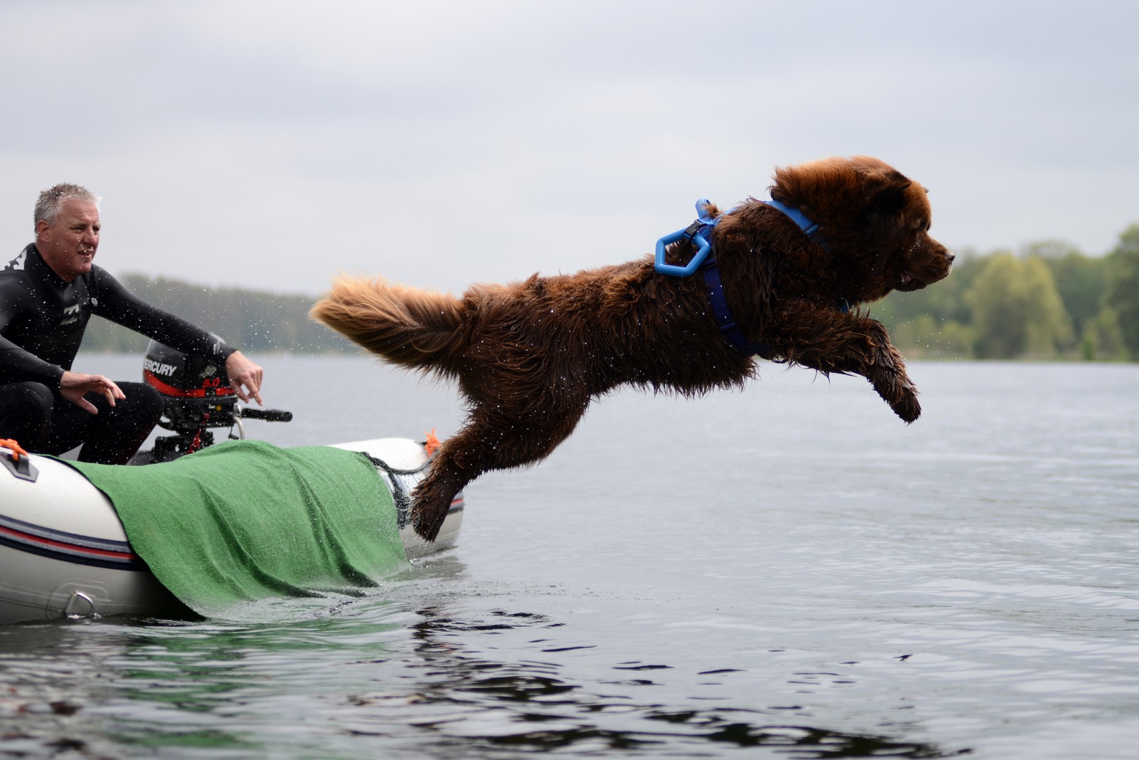 waterwerk waterhond  newfoundlander